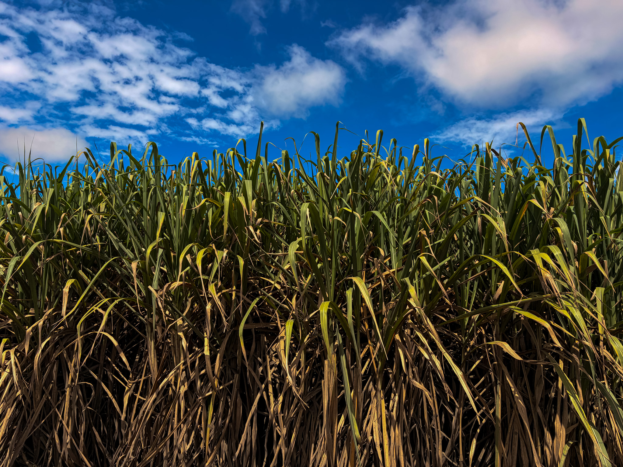 Fondo Riopaila Agrícola